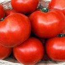 Tomato Floradade 250 seeds