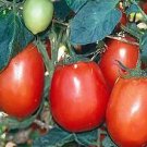 Tomato Rio Grande 250 seeds