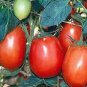 Tomato Rio Grande 250 seeds