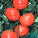 Tomato First Lady III 250 seeds