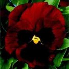 Pansy Colossus Red-Blotch 250 seeds