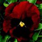 Pansy Colossus Red-Blotch 250 seeds