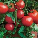 Tomato Bush All Star F1 250 seeds