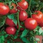 Tomato Bush All Star F1 250 seeds