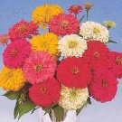 Zinnia Cut & Come Again Mix 1,000 seeds