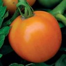 Tomato Orange Queen 250 seeds