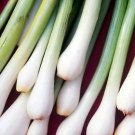 Onion Scallion White Lisbon 1,000 seeds