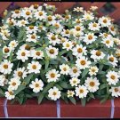 Zinnia Profusion White 250 seeds