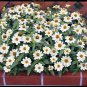 Zinnia Profusion White 250 seeds