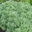 Wormwood Artemisia absinthium 2,500 seeds