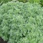 Wormwood Artemisia absinthium 2,500 seeds