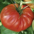 Tomato Country Taste 250 seeds