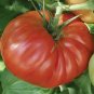 Tomato Country Taste 250 seeds