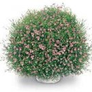 Gypsophila Gypsy Pink 100 seeds