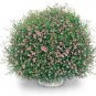 Gypsophila Gypsy Pink 100 seeds