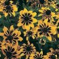 Rudbeckia hirta Kelvedon Star 250 seeds