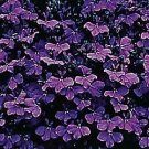 Lobelia Riviera Midnight Blue 1,000 seeds