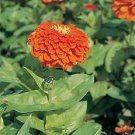Zinnia Benary Giant Orange 250 seeds