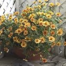 Zinnia Profusion Apricot 250 seeds