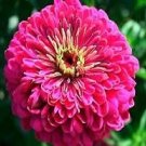 Zinnia Gigantica Violet 1,000 seeds
