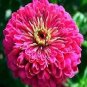 Zinnia Gigantica Violet 1,000 seeds