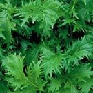 Mustard Mizuna Green 1,000 seeds