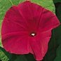 Morning Glory Scarlet OHara 100 seeds