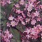 Myosotis sylvatica Victoria Rose (Pink) 1,000 seeds