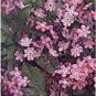 Myosotis sylvatica Victoria Rose (Pink) 1,000 seeds