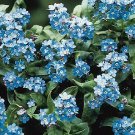 Myosotis alpestris Bobo Blue 1,000 seeds