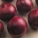 Onion Red Zeppelin 500 seeds
