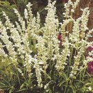 Salvia (Sage) verticillata alba White Rain 250 seeds