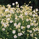 Silene maritima White Icecups 250 seeds
