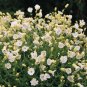 Silene maritima White Icecups 250 seeds