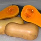 Squash Winter Butterbush 250 seeds