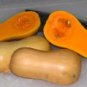 Squash Winter Butterbush 250 seeds