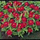 Zinnia Profusion Cherry 250 seeds