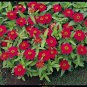 Zinnia Profusion Cherry 250 seeds