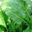 Spinach Perpetual Erbette 100 seeds