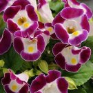 Torenia Kauai Burgundy 250 seeds