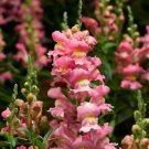 Snapdragon Snaptastic Pink 500 seeds