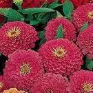 Zinnia Benary Giant Carmine 250 seeds