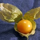 Tomato Ground Cherry 250 seeds