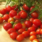 Tomato Cupid 100 seeds