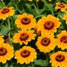 Zinnia Soleado 250 seeds