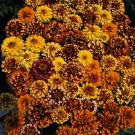 Zinnia Persian Carpet 500 seeds
