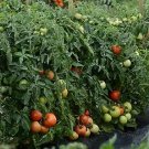Tomato Stellar 100 seeds