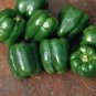 Pepper Lady Bell 100 seeds