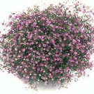 Gypsophila Gypsy Deep Rose 100 seeds
