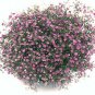 Gypsophila Gypsy Deep Rose 100 seeds